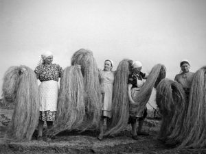 «Пыш» – трава, которая держала рыболовов и ткачей